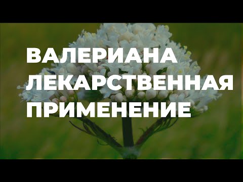 Видео: Как использовать корень валерианы в качестве снотворного: 11 шагов