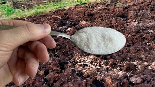 1 SPOON WILL REPLACE A TON OF MANURE! I sprinkle it all over the garden, then just have time to harv