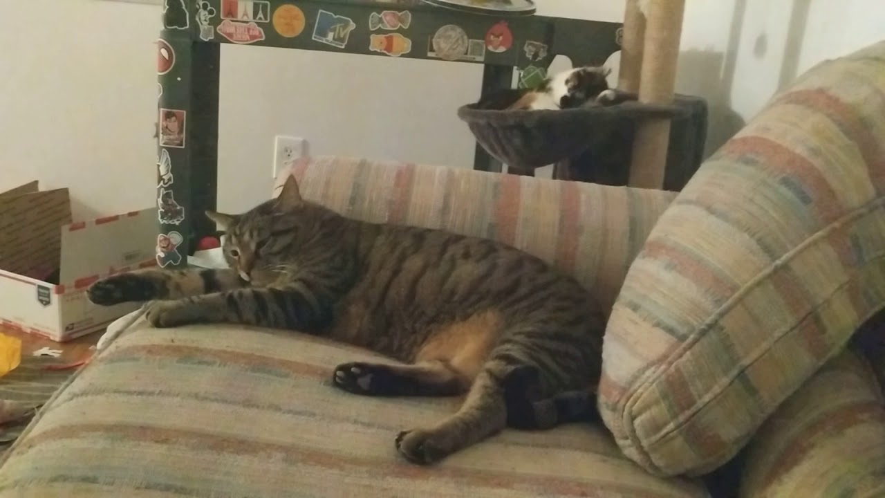 Hanging out with two cats that only tolerate each other Mundane