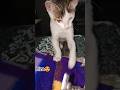 ye kya h 🙄🐈 #shorts #cat #fyy  #cutecat #youtubeshorts #trendingshorts #viralshorts #cuteanimals