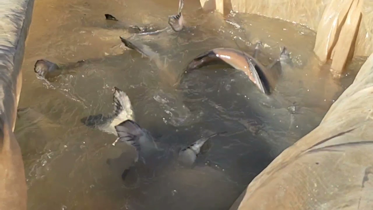 cá vồ cờ nuôi thương phẩm đầu tiên tại Vĩnh Long  (cá mập nước ngọt)