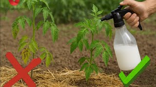 Tek Ilaçlamayla Külleme Hastalığını Önleyin Hastalıktan Ari Domates, Patates Ve Salatalık