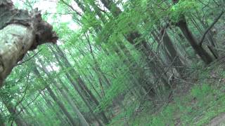 Bigfoot Research - knocks