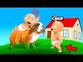 CHOP DESTROYED THE HOUSE USING HIS SUPER DOG SUMO