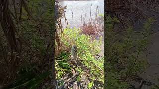 Download Lagu straik pertama #suai #covalima #kail MP3