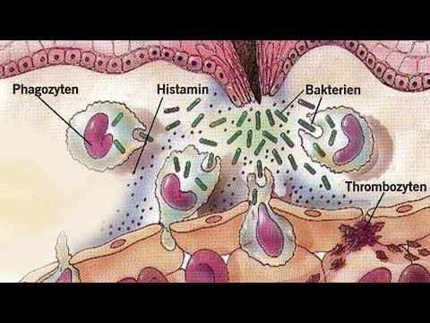 Die große Cholesterinlüge