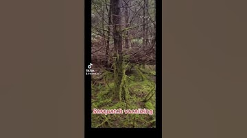Sasquatch vocalizing? #mystery #creature #alien #creepypasta #sasquatch_01 #forestmonster