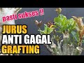 LAKUKAN CARA INI AGAR GRAFTING SUKSES  ! Anti-Failure Grafting Style (English Subtitle)