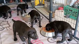 Cane Corso Puppies