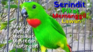 SUARA PANGGILAN SERINDIT PIKAT MEMANGGIL LAWAN !!! Ampuh Untuk Pancingan Memikat & Masteran