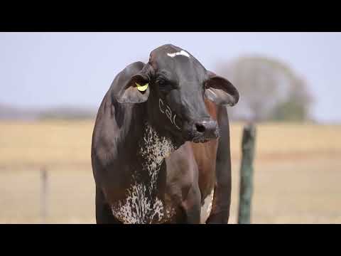 LOTE 12   OROGRAFICA FIV CAL   9634BM