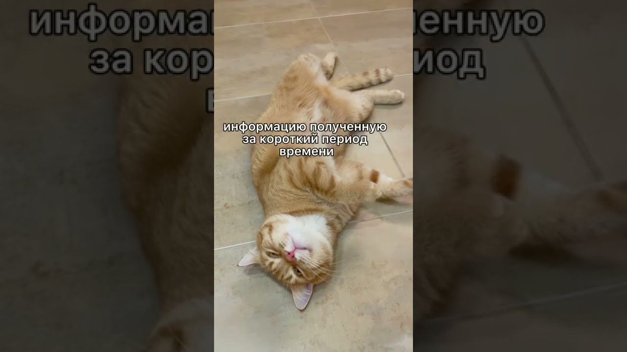 Снятся ли кошкам сны