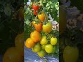 In summer cicadas chirp and fruits are fragrant. The summer in the countryside is full of