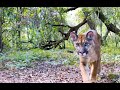 GUACUCO - Conservación del Lión (Puma Concolor) y su hábitat en CASANARE