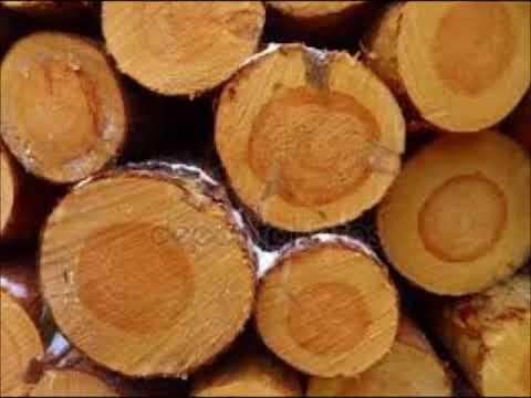 Video: La albura es la capa principal de la madera