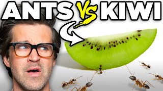 Ants vs. Food (Game)