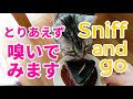 48.匂いだけ嗅いでいなくなる・・・/Sniff and go