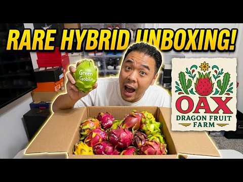 Dragon Fruit Rare Hybrid Unboxing