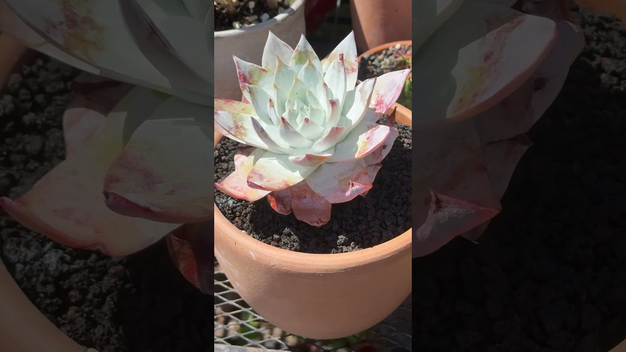 Beautiful rosette Echeveria colorata 