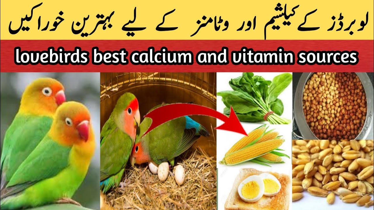love birds calcium and vitamins lovebirds main calcium or vitamin ki