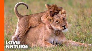 'Misfit' Lion Finds Hope After Devastating Loss | Love Nature