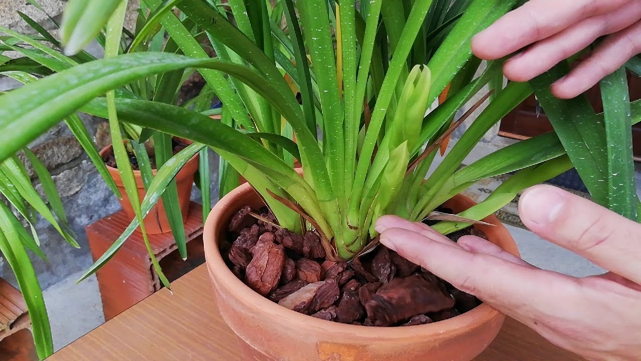 Mis Orquídeas Cymbidium, momento del trasplante - YouTube