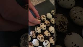 Hatching 50 Eggs I Got In The Mail