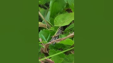 Fearless grasshopper [Shorts]