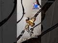 Samsung AC Gas Repair#msroyalhvacbarwani #coolingsolutions #shorts #airconditioner #viralvideo #msr