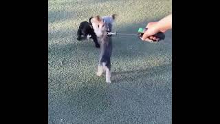 Cutest dog fight ever!