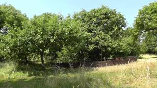Sir Isaac Newtons Apple Tree at Woolsthorpe Manor 2