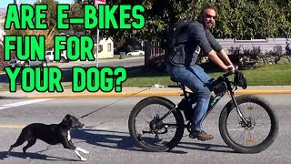 Are EBikes Good for your Dog?! | MALABI EasyRide Bike Dog Leash! | GreenMotion EBikes