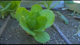 Gardening Tip: Fall Veggie Planting