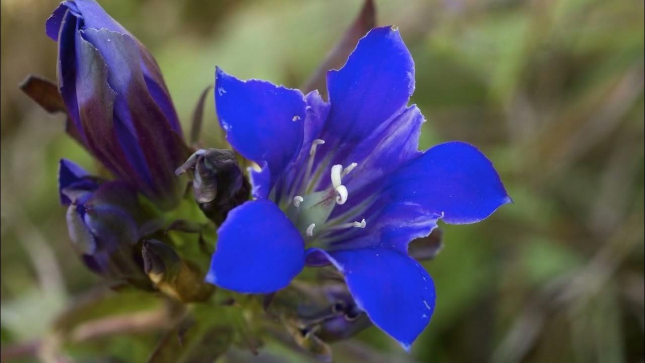 Горечавка легочная Gentiana pneumonanthe