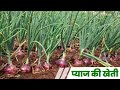 Pyaj ki kheti a 2 z information  onion farming  high profitable business onion farming earn money