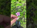 𝒜 𝑔ℯ𝓃𝓉𝓁ℯ 𝓇ℯ𝓂𝒾𝓃𝒹ℯ𝓇 𝓉ℴ 𝓀ℯℯ𝓅 𝒷𝓁ℴℴ𝓂𝒾𝓃𝑔🌸🌼