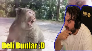 Elraenn Komi̇k Hayvan Kazalari İzli̇yor