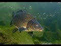 Ловля сазана, карпа, белого амура. Подводные съемки высокого качества! Carp Fishing!