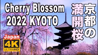 4K 2022 Japan Kyoto Cherry Blossomsakura) 京都の桜 満開 花見 京都観光 旅行 案内 清水寺 嵐山 鴨川 東山 背割堤 鴨川 保津川下り 日本 桜名所