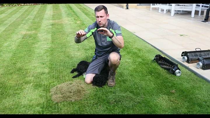 Verticutting a Lawn With 'Lawn Stripes and Hedges' (4K)