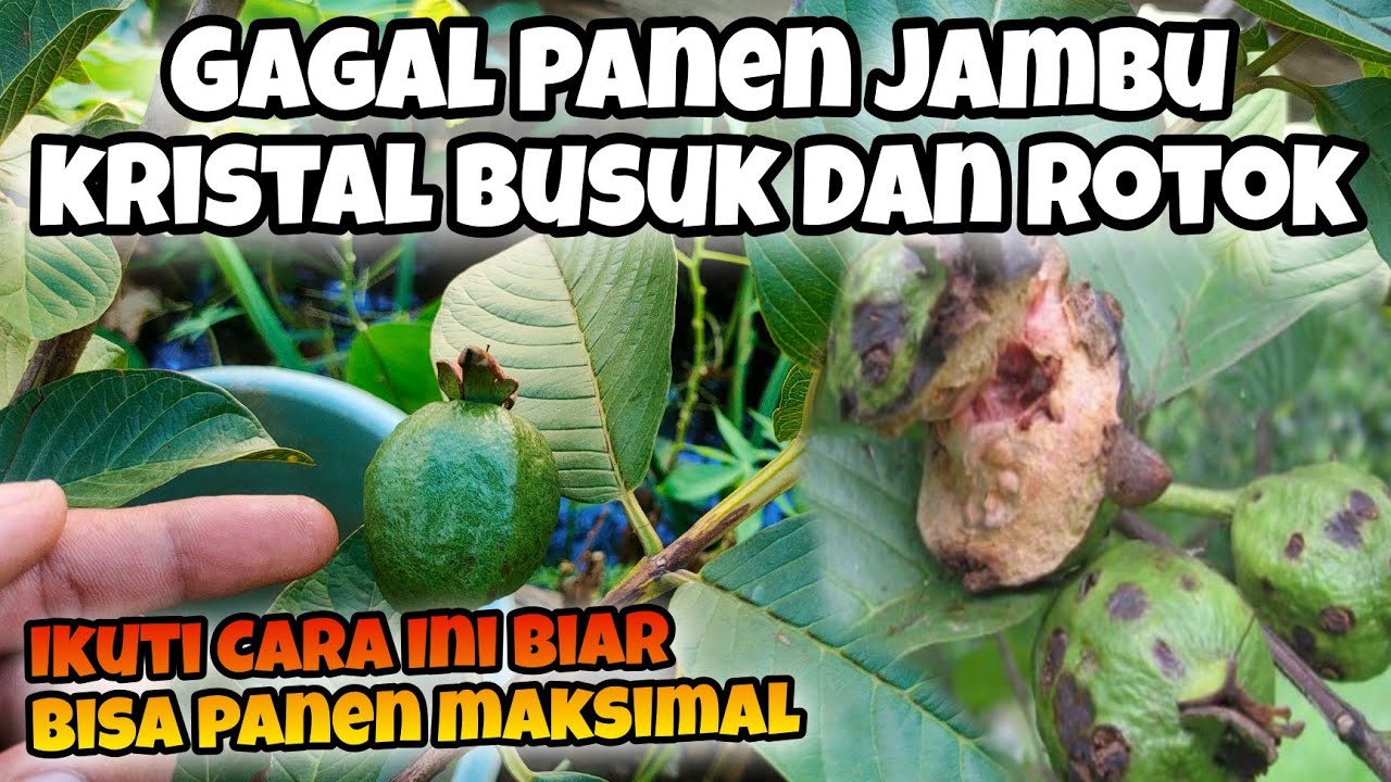 Tips Perawatan Jambu Kristal Dalam Pot Berbuah Lebat Dan Tidak Rontok, Busuk, bebas hama