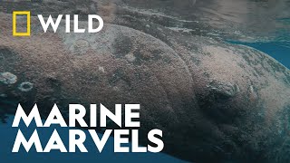 Mission to Save a Struggling Whale | Incredible Animal Journeys | National Geographic WILD UK