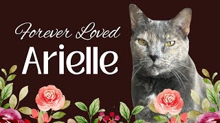 Saying Goodbye To My Cat Arielle - Grief Is Love With Nowhere To Go