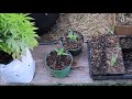 Thc herbangardener  june garden tour 2021 sponsored by tnb naturals