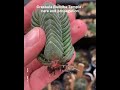 How to grow and propagate crassula buddha temple