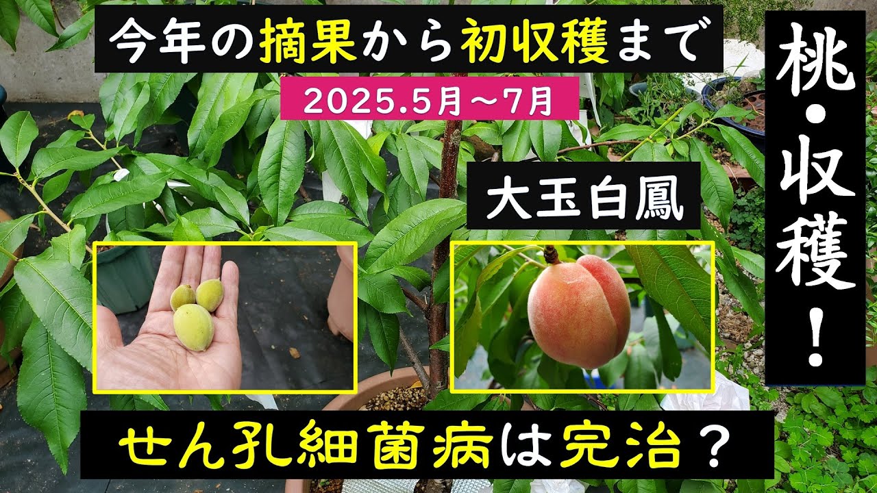 果樹栽培：2025桃最終摘果と初収穫（白鳳） - YouTube