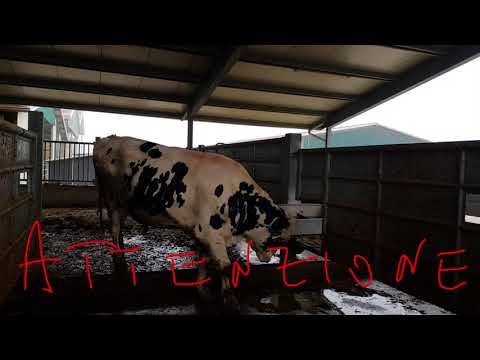 Video: Come Allevare Un Toro