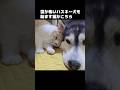 雷が怖いハスキー犬を励ます猫がこちら...笑#shorts
