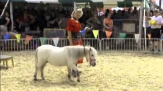 Heidi Herriott's HORSES GOT TALENT TOO!  Show - Promo Reel