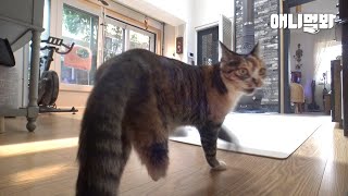 5개월 동안 세 발 고양이 밥을 챙겨줬더니 생긴 일ㅣFed Three-Legged Kitten And Thi…